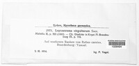 Hypoderma rubi image